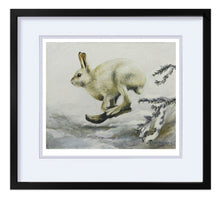 Last inn bildet i galleriviseren, Hare